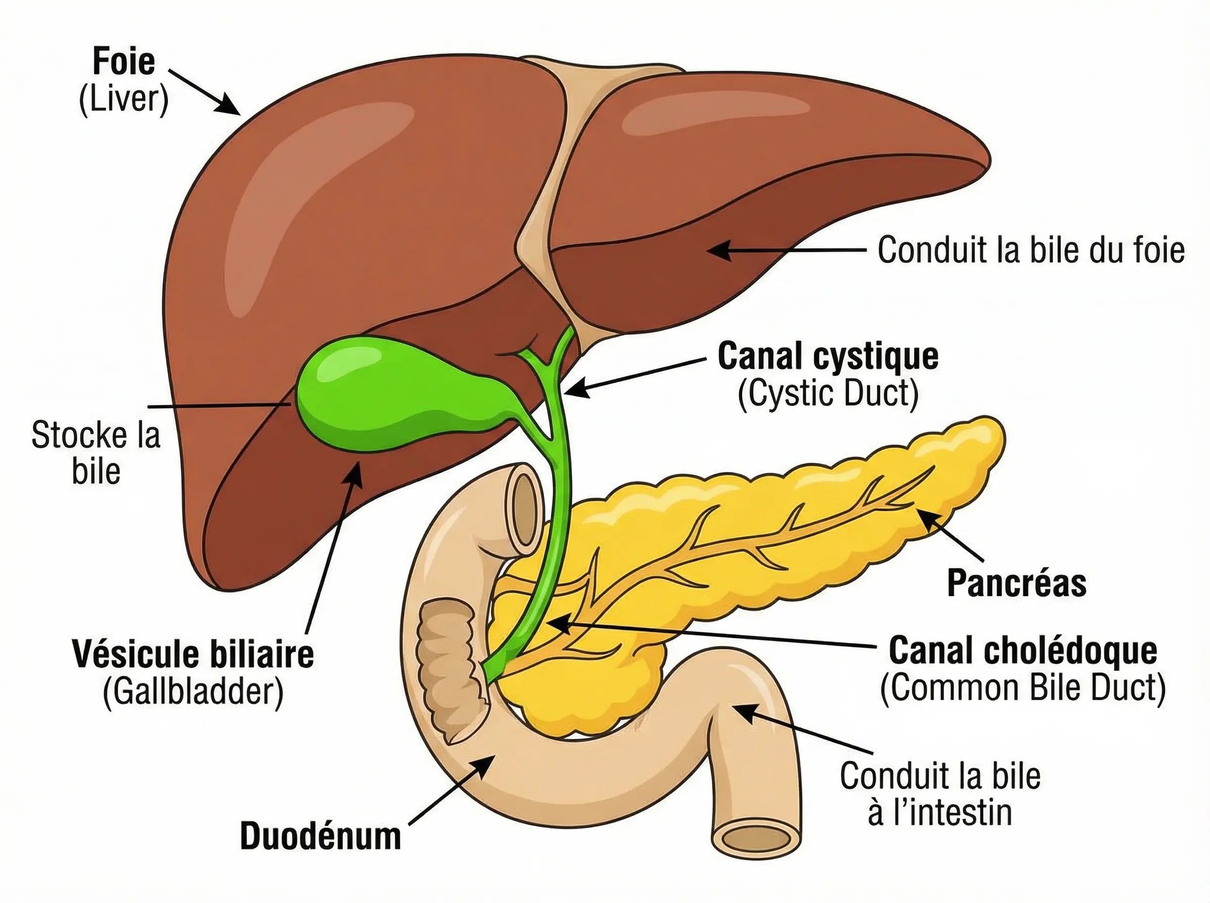 A propos de Dr Tadlaoui